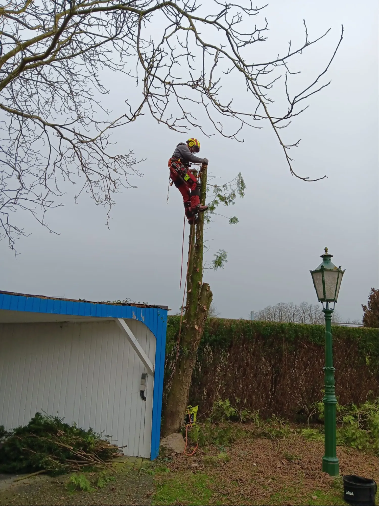 Baumpfleger trägt einen Nadelbaum neben einer Garage abschnittsweise ab
