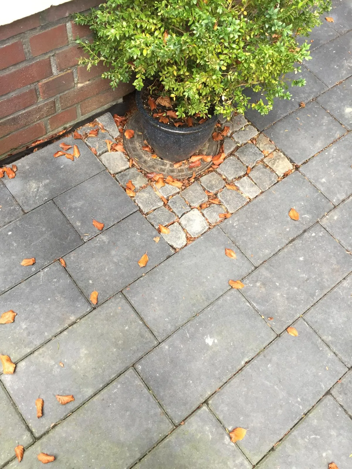 Detail einer Pflasterfläche mit sauberem Materialwechsel um eine Pflanzung